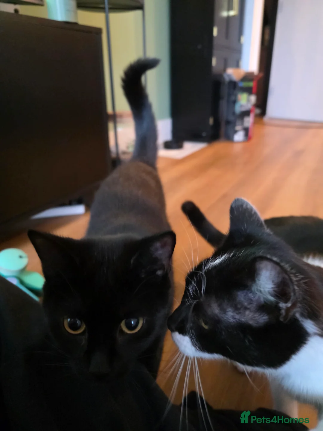 Mixed Breed cats for sale: 2 Female Kittens looking for a forever home - Advert 2