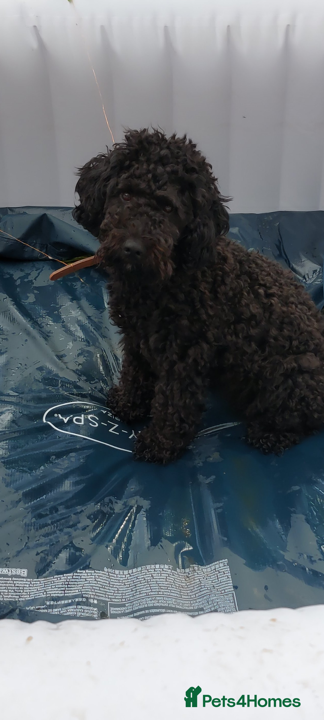 Cockapoo dogs for sale: Bailey 4 year old cockapoo - Image 4