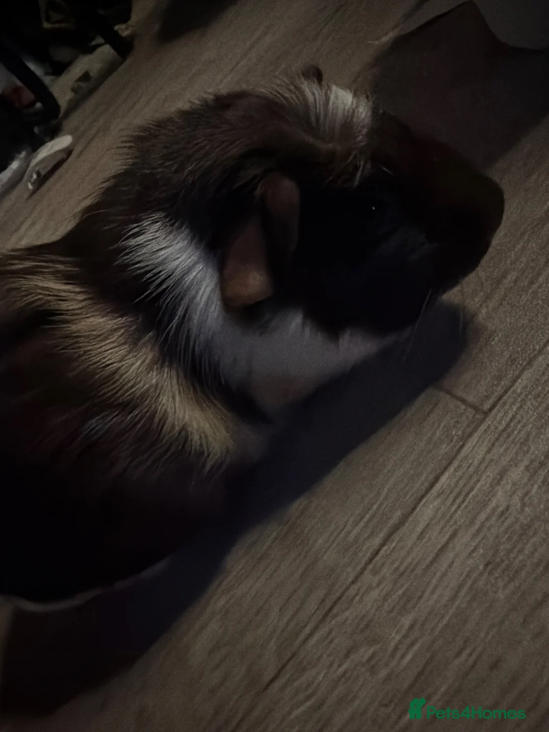 Guinea Fowl poultry for sale: two guinea pigs must come together  in Leamington Spa - Advert 2