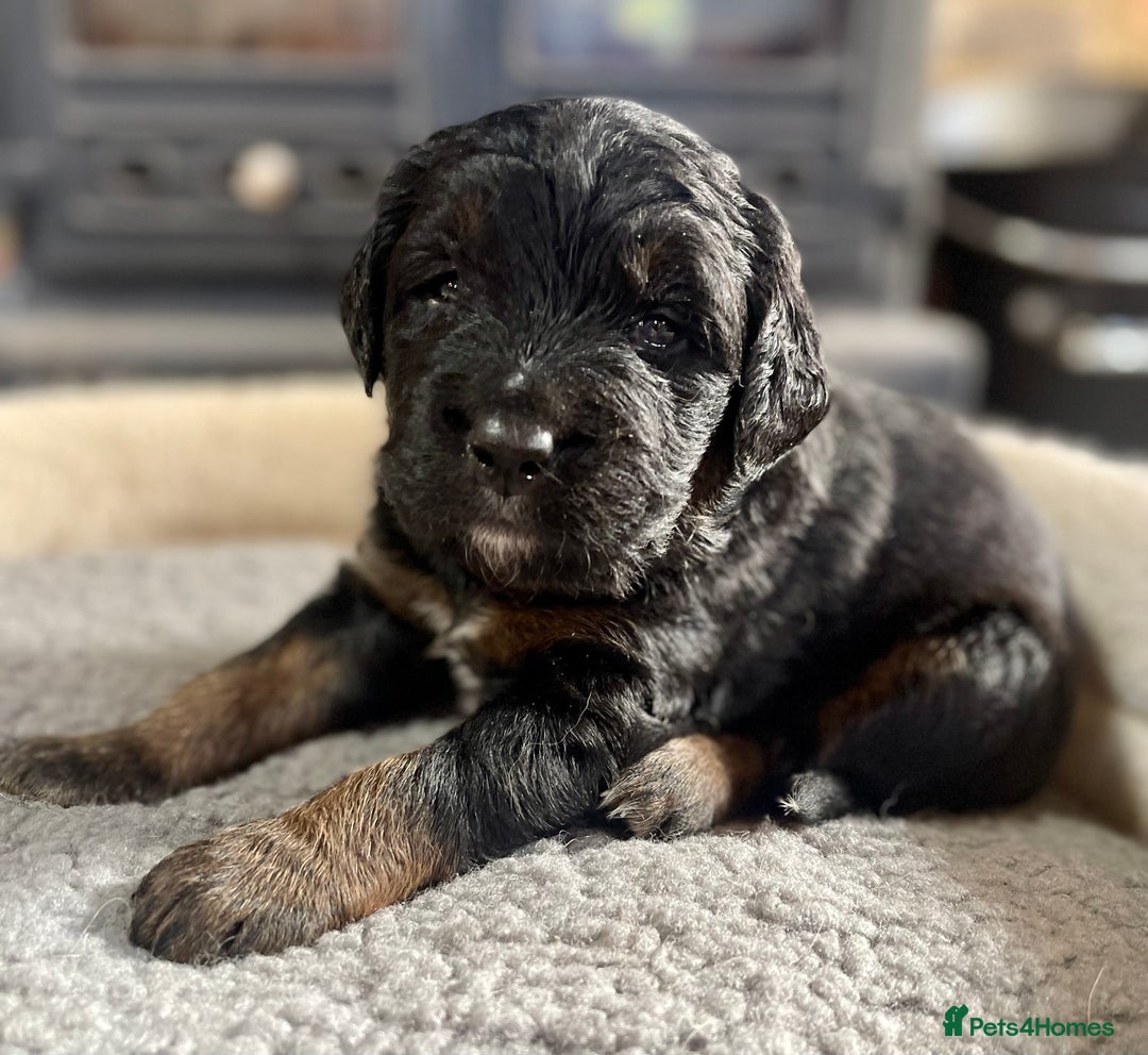 Bernedoodle dogs for sale: Beautiful Bernedoodle babies  - Advert 22