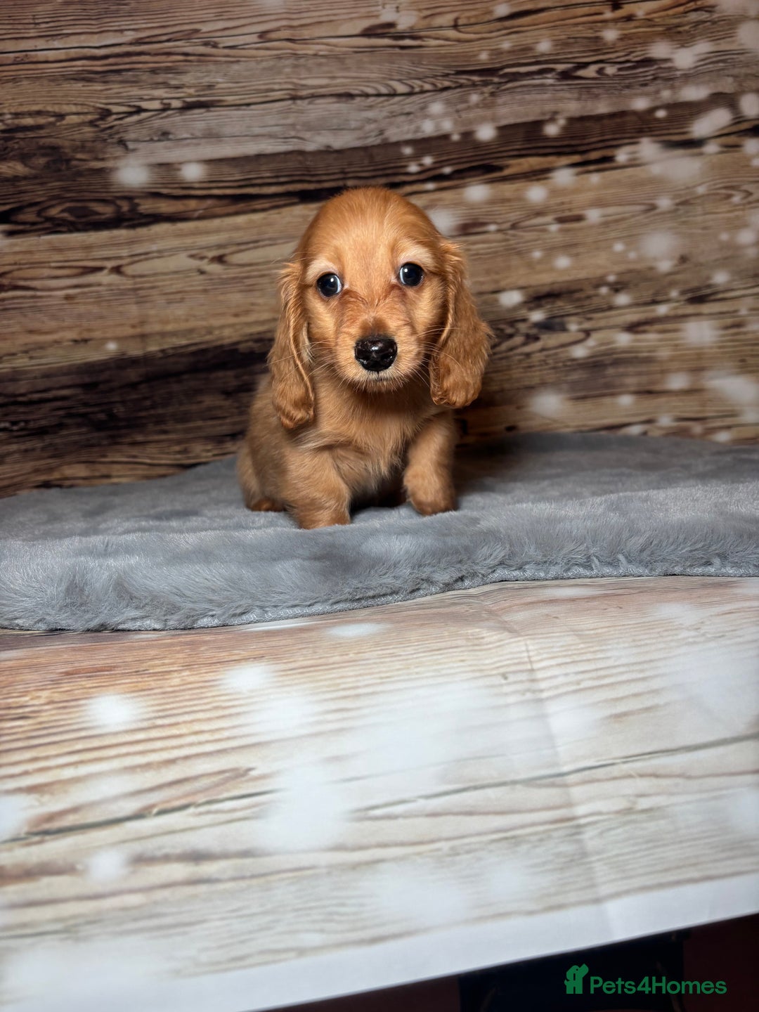 Miniature Dachshund dogs for sale: miniature long coat dachshunds - Advert 12