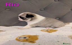 Pug dogs for sale: Pug Puppies - Image 23