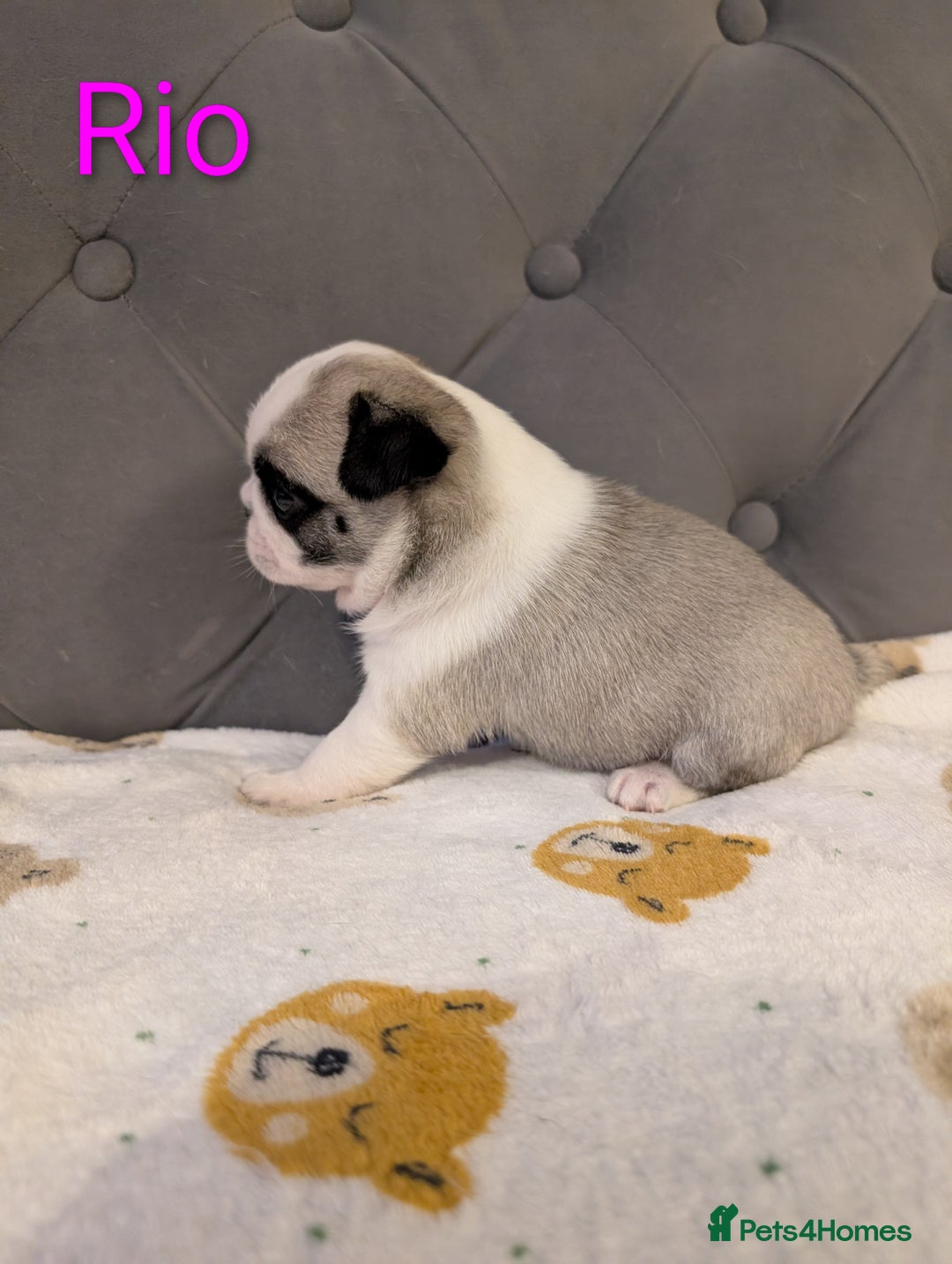 Pug dogs for sale: Pug Puppies - Image 23