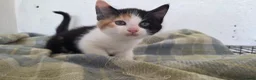 Mixed Breed cats for sale: Adorable mixed breed kittens for sale - Advert 5