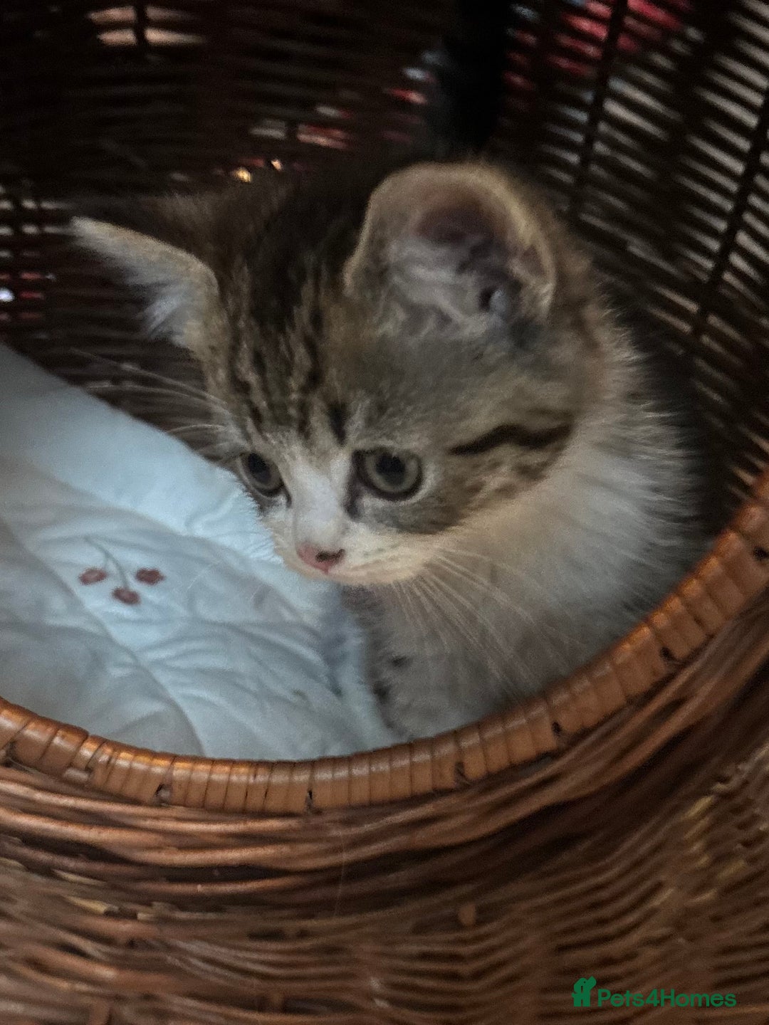 Mixed Breed cats for sale: Maine-Coon x British Blue Kittens.  - Advert 10