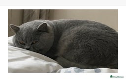 British Shorthair cats for stud: 💙 BEAUTIFUL BLUE STUDS EAST MIDS TICA GCCF 💙 in Derby - Image 5