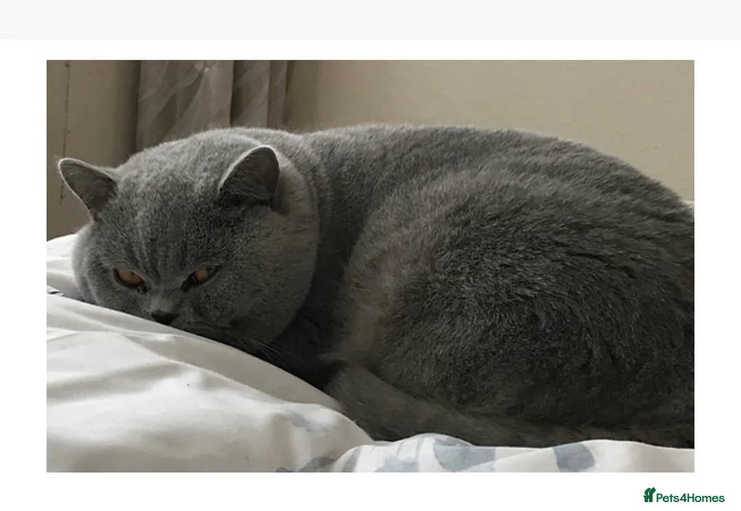 British Shorthair cats for stud: 💙 BEAUTIFUL BLUE STUDS EAST MIDS TICA GCCF 💙 in Derby - Advert 5