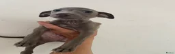 Italian Greyhound dogs for sale: Beautiful Italian greyhound puppies  - Advert 12