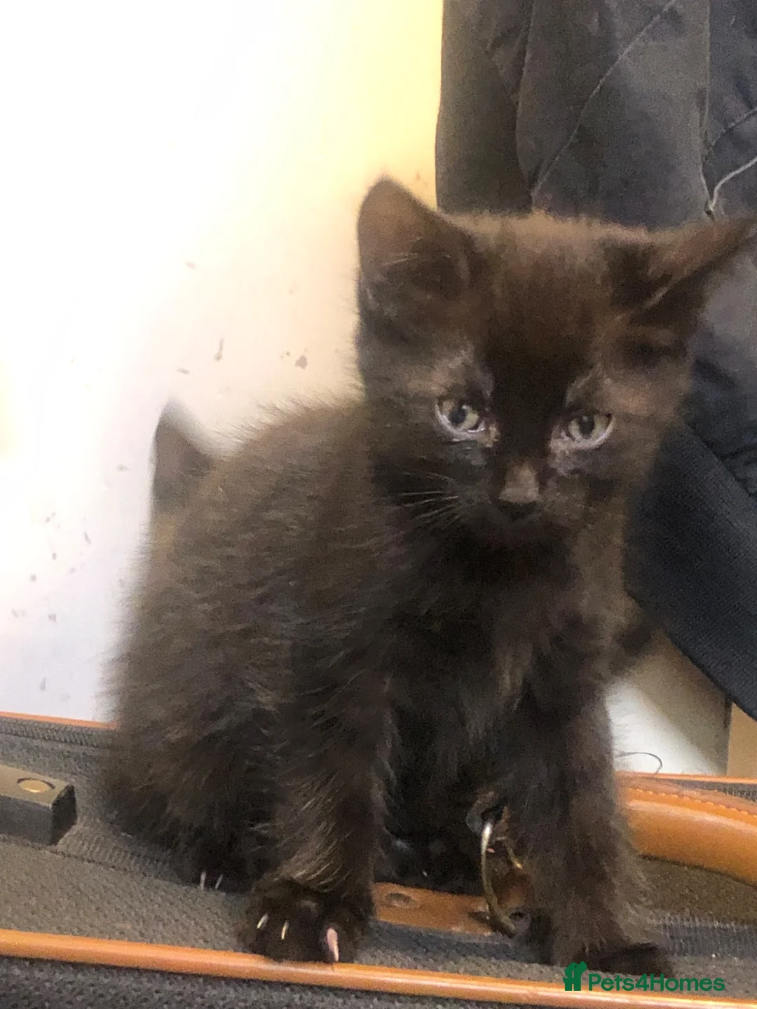 Mixed Breed cats for sale: Black kittens in Dereham - Advert 2