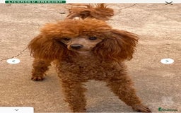 Cavapoo dogs for sale: Beautiful Fox 🦊 Red Cavapoos  - Image 21