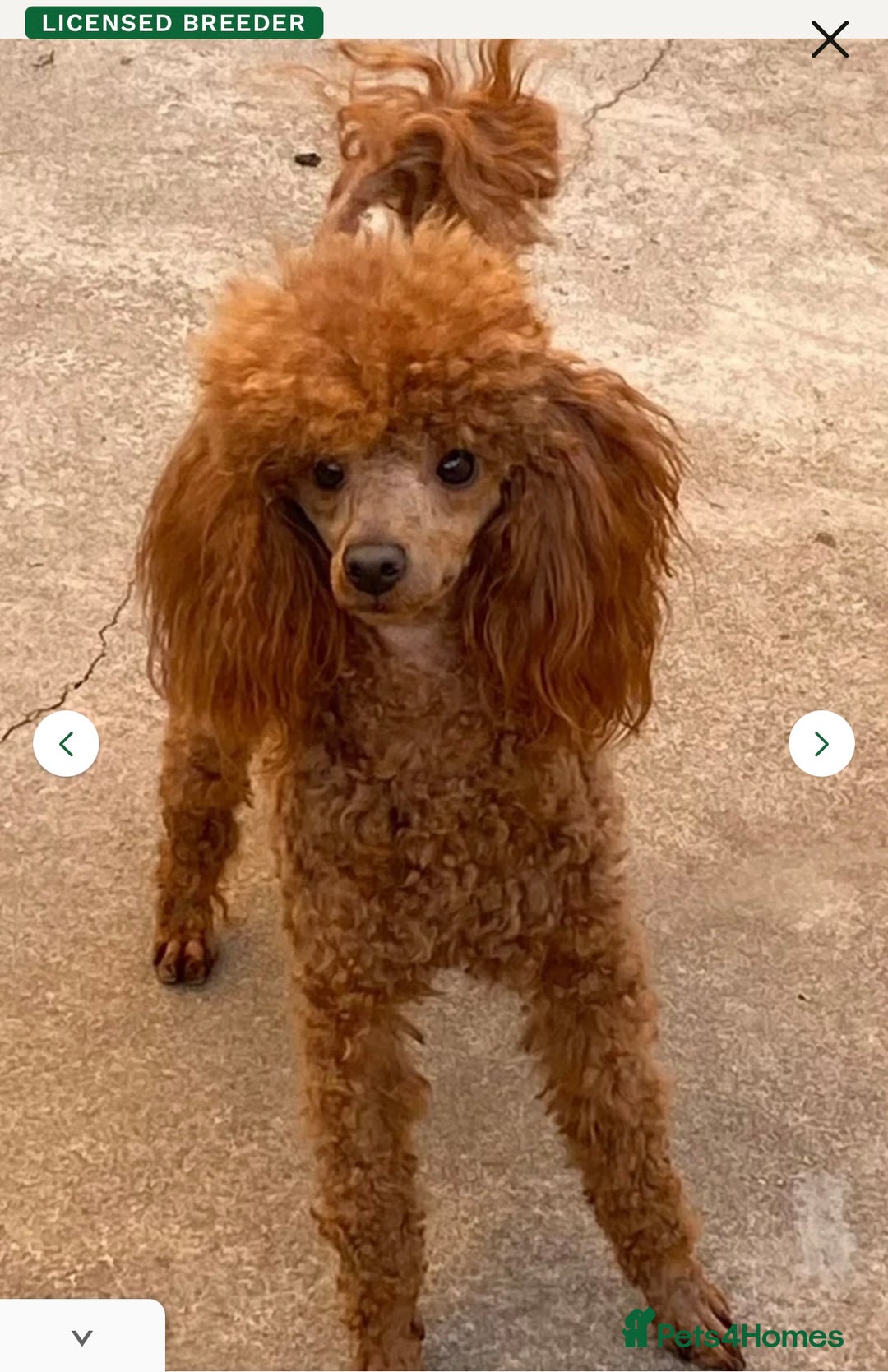 Cavapoo dogs for sale: Beautiful Fox 🦊 Red Cavapoos  - Image 21
