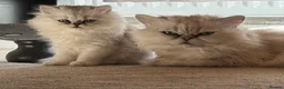 Persian cats for sale: Persian kittens  - Advert 5