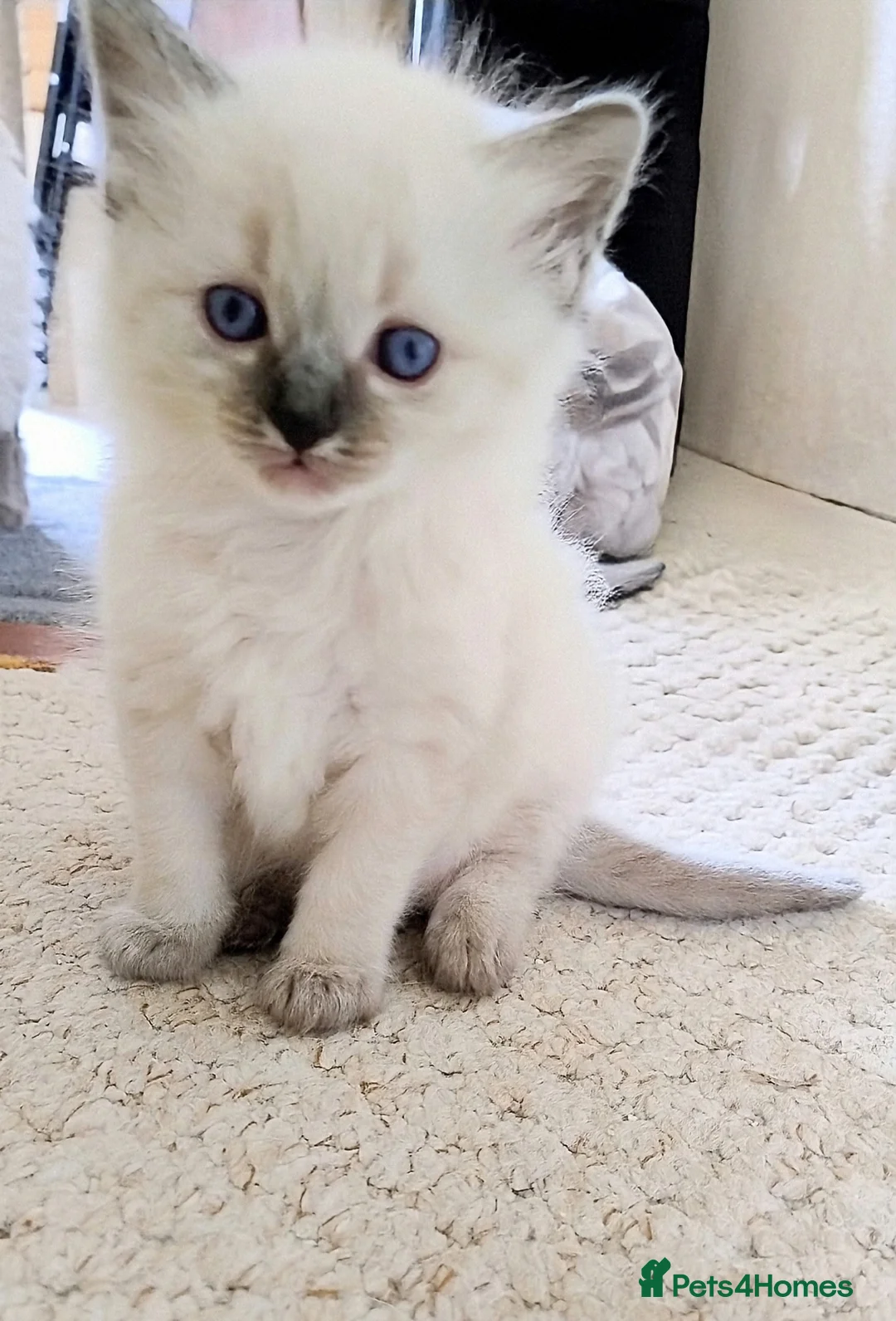 Ragdoll cats for sale: Sweet pure bred Ragdolls need forever homes  - Advert 11