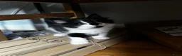 Mixed Breed cats for sale: Beautiful Baby Kittens  - Advert 3