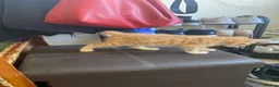 Mixed Breed cats for sale: Savannah cross kittens - Advert 9