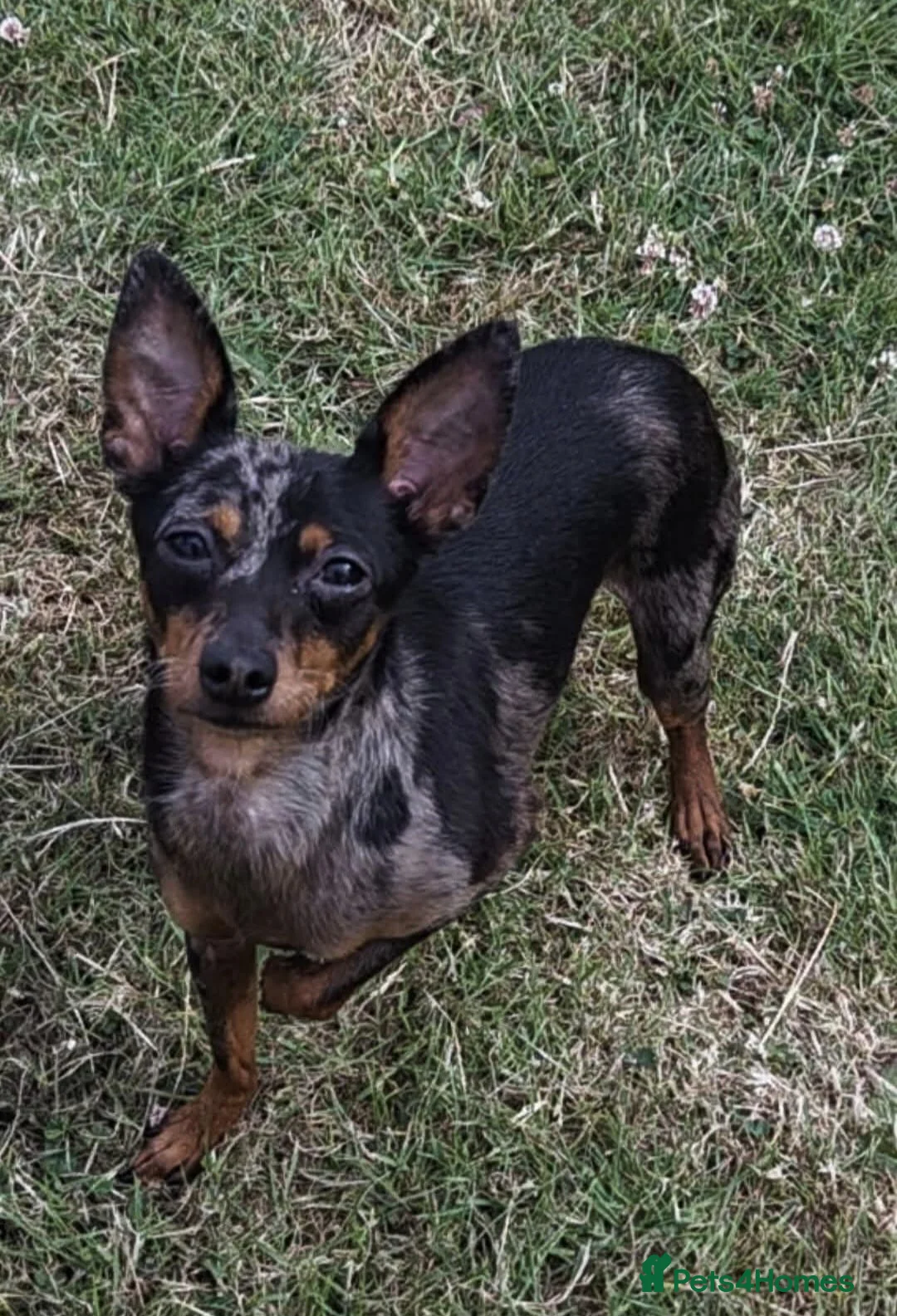 Miniature Pinscher dogs for sale: Miniature Pincher Female - Advert 9