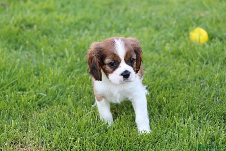 Cavalier King Charles Spaniel dogs PUG x CAVALIER puppies for sale  - Advert 2