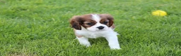 Cavalier King Charles Spaniel dogs for sale: PUG x CAVALIER puppies for sale  - Advert 2
