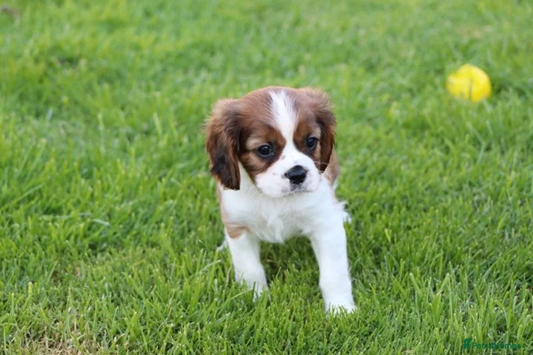 Cavalier King Charles Spaniel dogs for sale: PUG x CAVALIER puppies for sale  - Advert 2