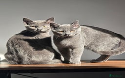 Russian Blue cats for sale: Russian Blue Kitten pair (Male and female) - Image 5