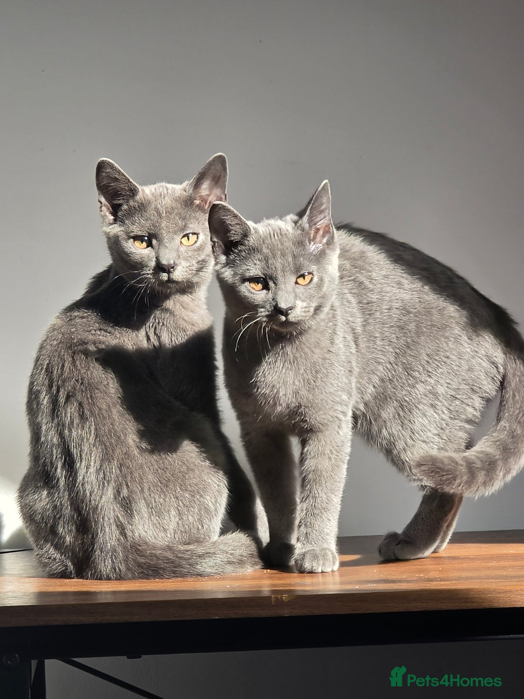 Russian Blue cats for sale: Russian Blue Kitten pair (Male and female) - Image 5