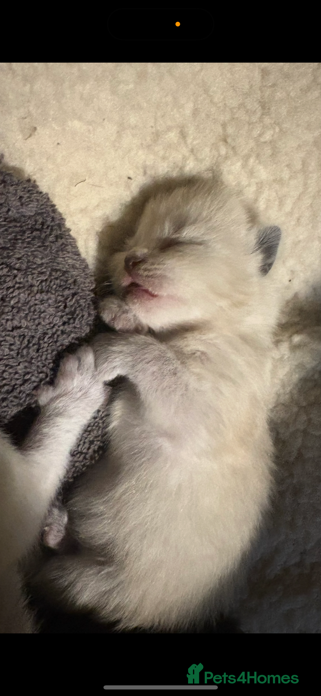 Ragdoll cats for sale: Ragdoll cross Siamese kittens  - Image 4