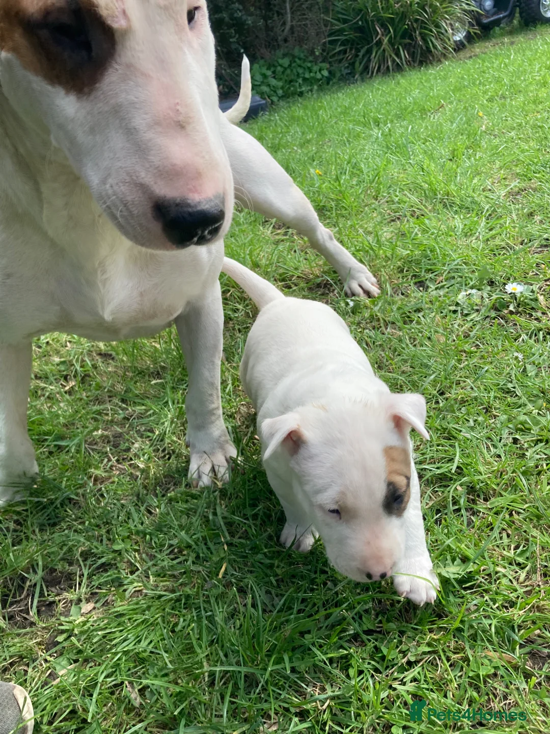 English Bull Terrier dogs for sale: English bull terrier - Advert 2