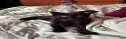 Mixed Breed cats for sale: 3 Adorable kittens ready to leave very soon - Advert 2
