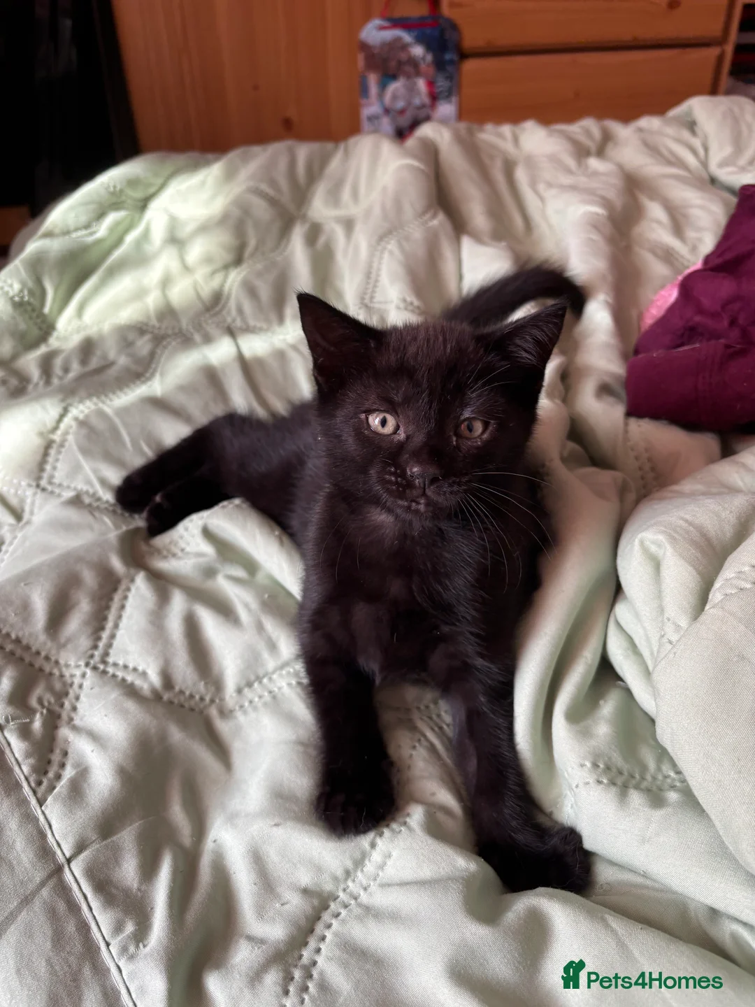 Mixed Breed cats for sale: 3 Adorable kittens ready to leave very soon - Advert 2