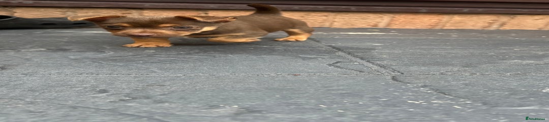 Jack Russell Puppy 3