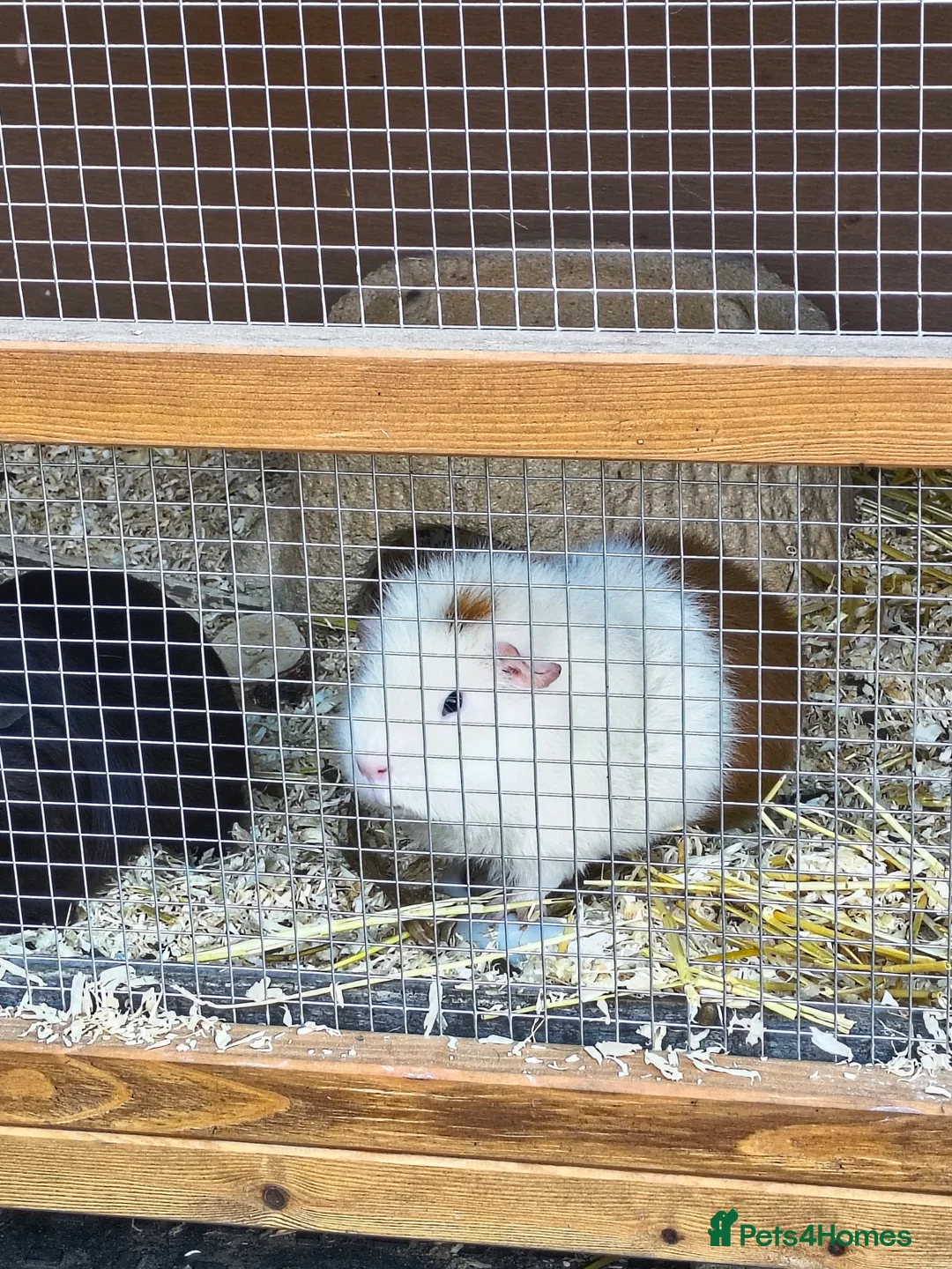 Guinea Pig rodents for sale: 2 beautiful male guinea pigs for sale  in Saint Helens - Advert 1