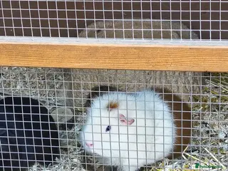 Guinea Pig rodents 2 beautiful male guinea pigs for sale - Advert 1