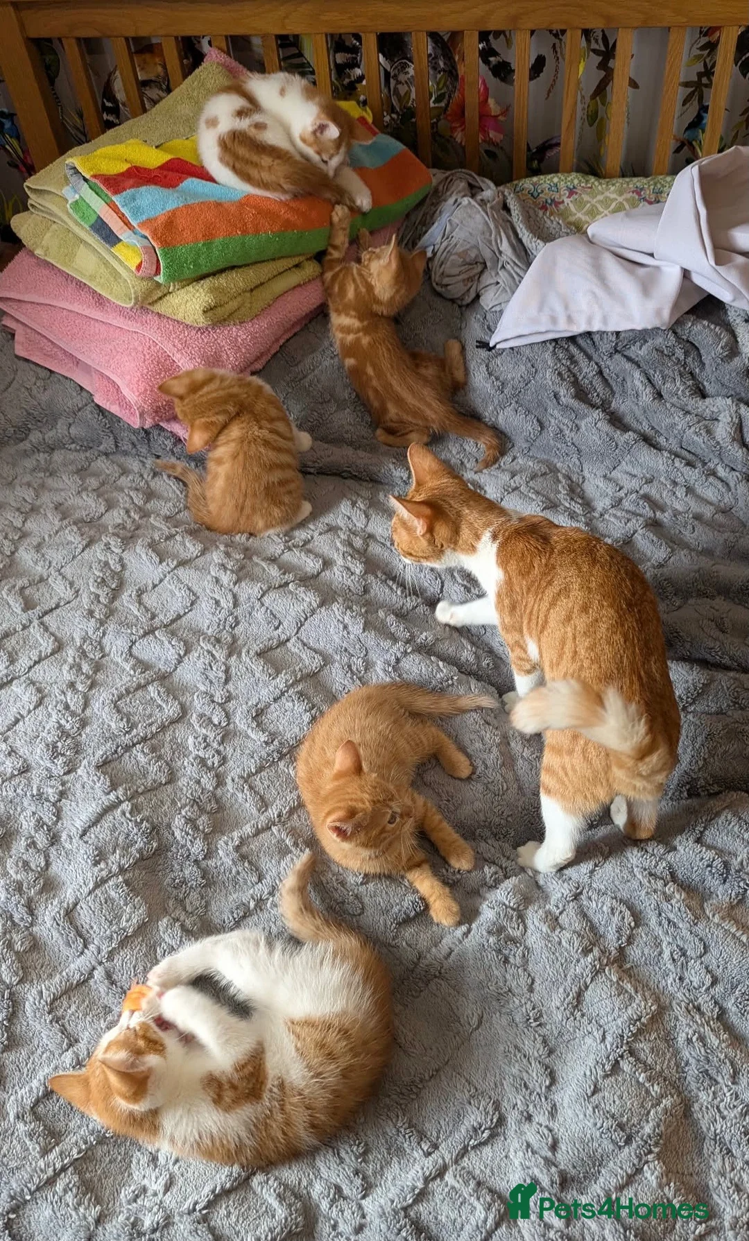 Domestic Shorthair cats for sale: 5 Ginger Kittens - Advert 2