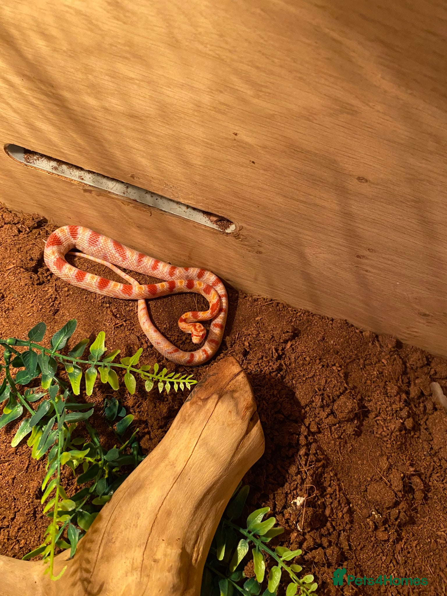 Snake reptiles Corn snake - Advert 1