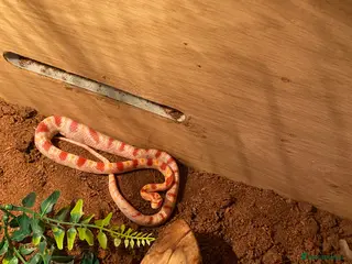 Snake reptiles for sale: Corn snake - Advert 1