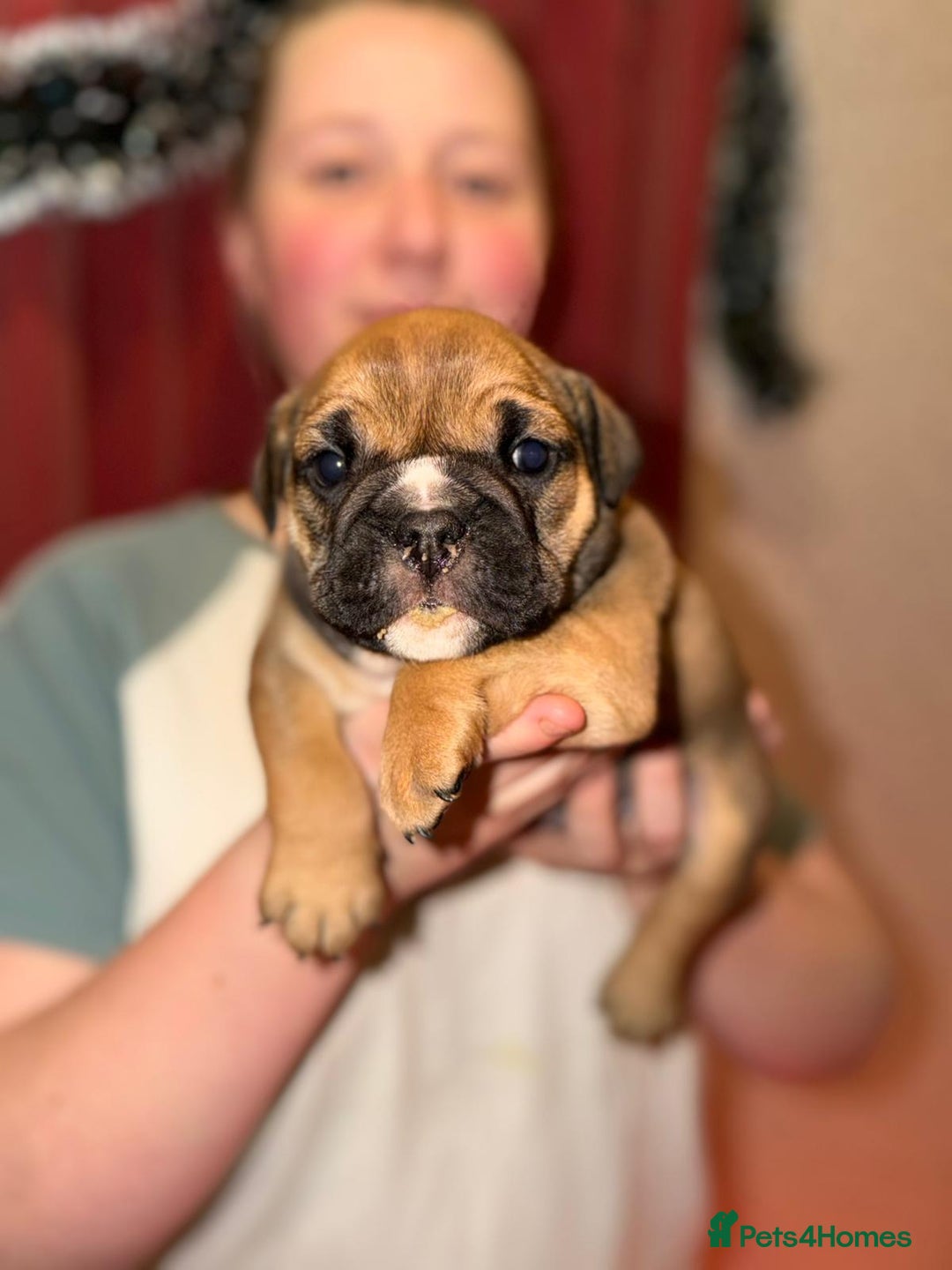 English Bulldog dogs for sale: English Bulldog Puppies Coloured  - Advert 25