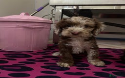 Cockapoo dogs for sale: Cockapoos ready now  - Image 18