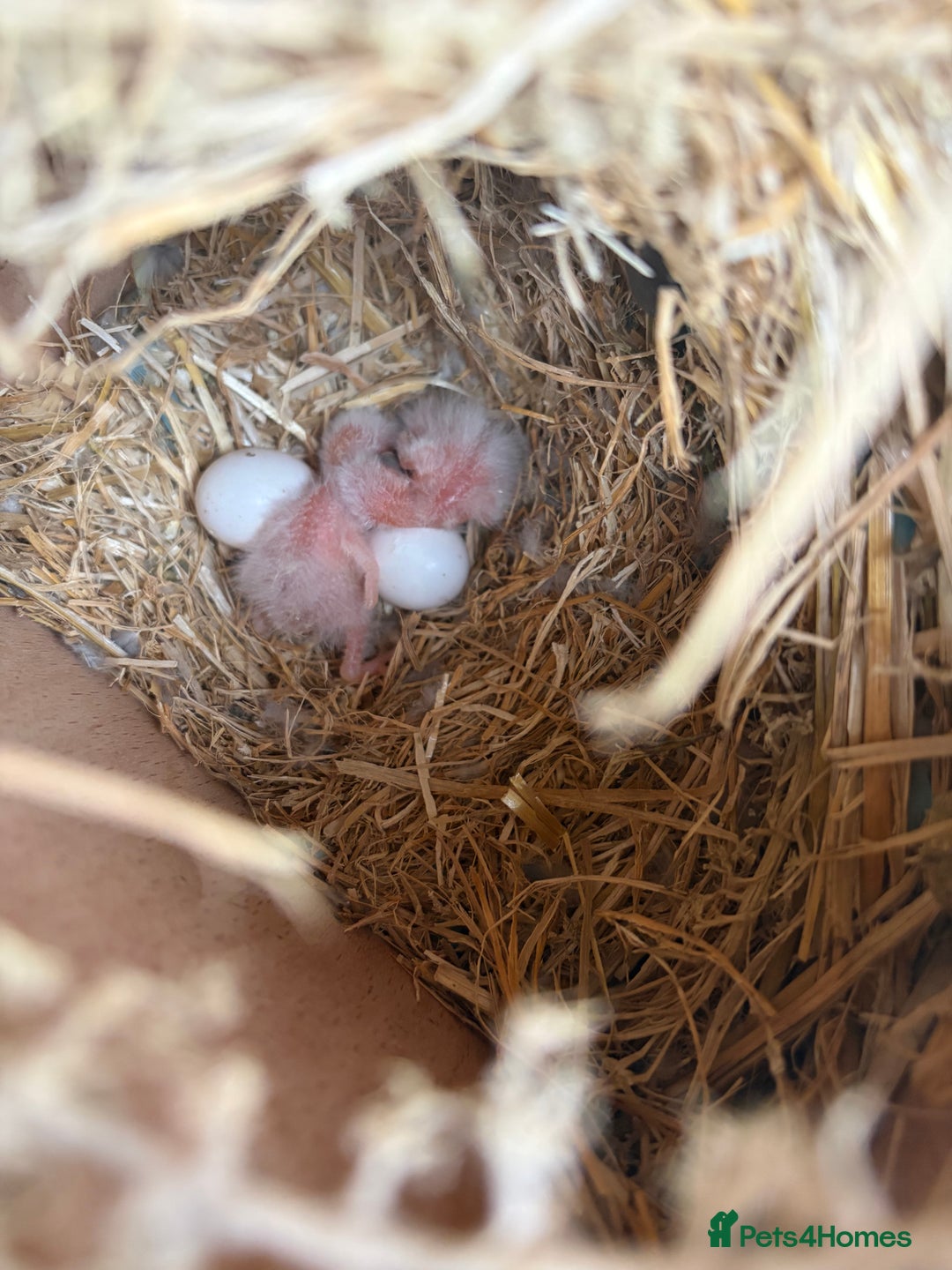 Lovebirds birds for sale: Colony of Fischer Lovebirds - Advert 3