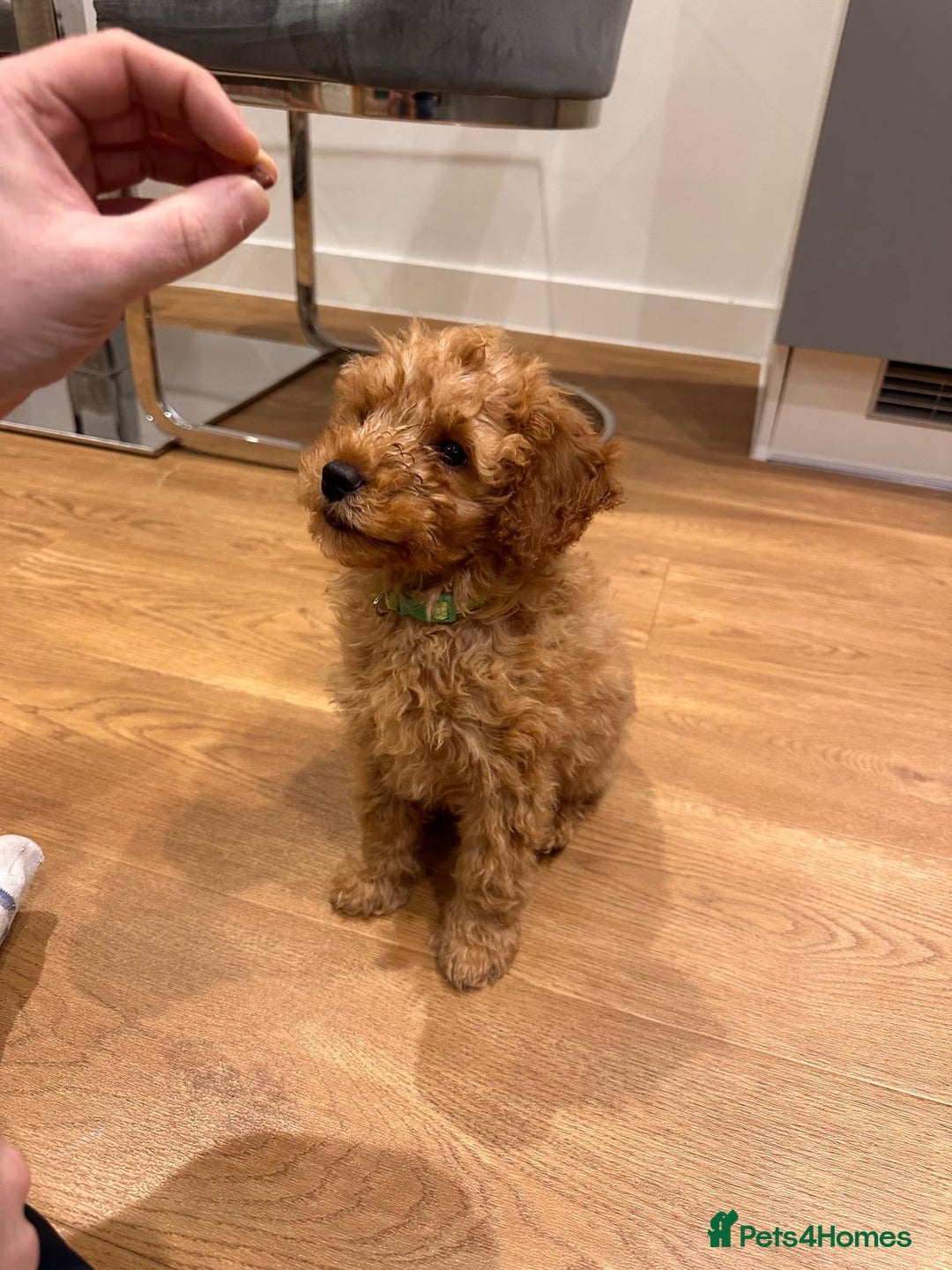 Cockapoo dogs for sale: I'm Marco, a 10 Week Old Cockapoo - Advert 2