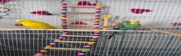 Budgerigars birds for sale: 4 beautiful budgies  in Romford - Advert 5