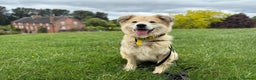 Mixed Breed dogs for adoption: Meet Paddy, currently residing in Cheshire  in Nantwich - Advert 36