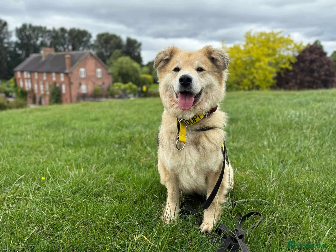 Mixed Breed dogs for adoption: Meet Paddy, currently residing in Cheshire  in Nantwich - Advert 36
