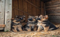 German Shepherd dogs for sale: 🐾❤️ Our German Shepherd Puppies for Sale 🐶✨ - Image 3