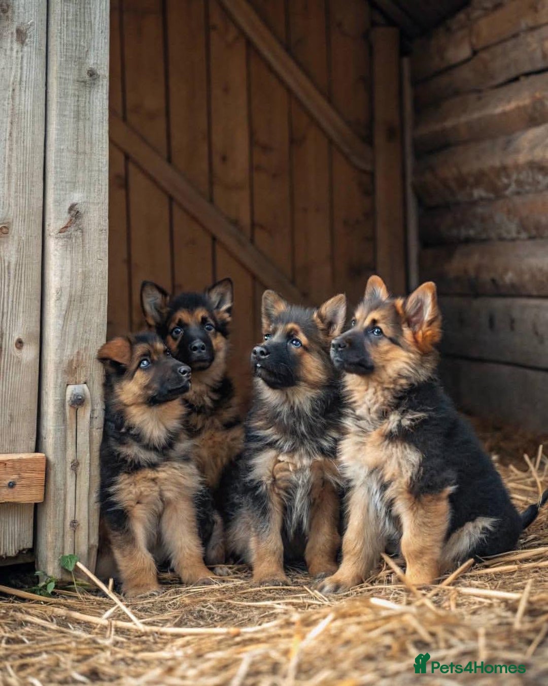 German Shepherd dogs for sale: 🐾❤️ Our German Shepherd Puppies for Sale 🐶✨ - Image 3