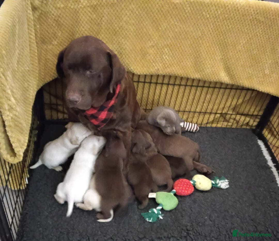 Labrador Retriever dogs for sale: Labrador puppies  - Image 1