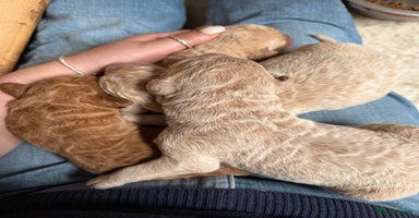 Labradoodle dogs - Advert 2
