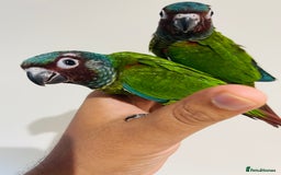 Conures birds for sale: Hand reared Emma’s, roseifrons, pearly conure - Image 4