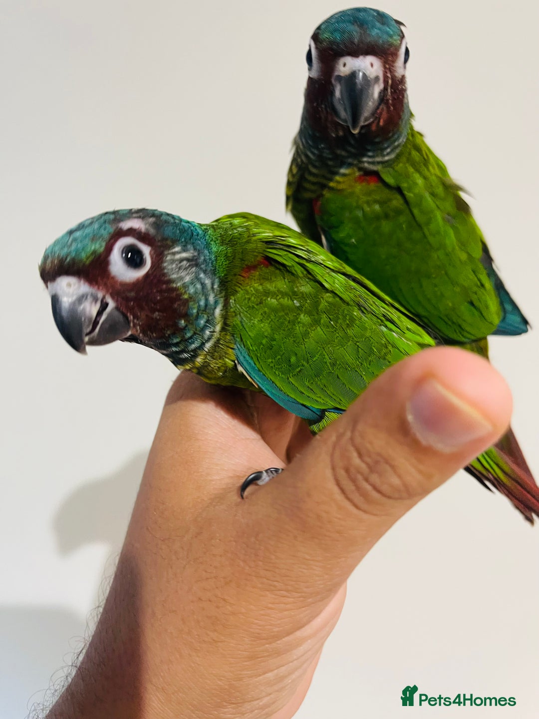 Conures birds for sale: Hand reared Emma’s, roseifrons, pearly conure - Image 4