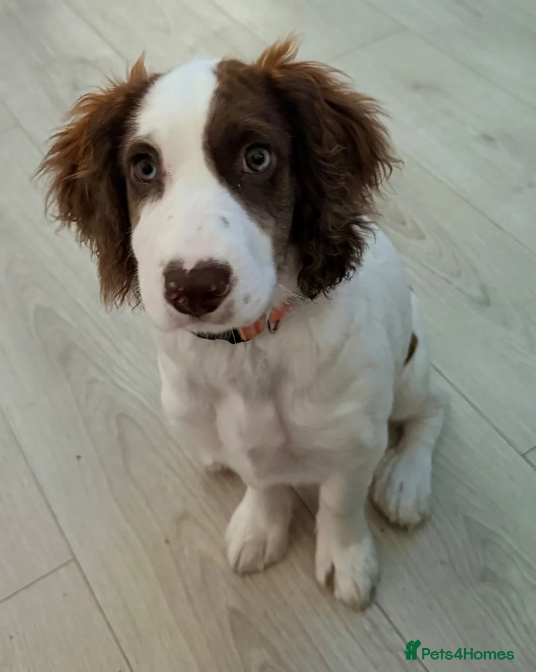 Sprocker dogs for sale: 6 month old sprocker in Gateshead - Advert 3