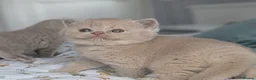 British Shorthair cats for sale: Exceptional British Shorthair kittens 🔥💥 - Advert 6